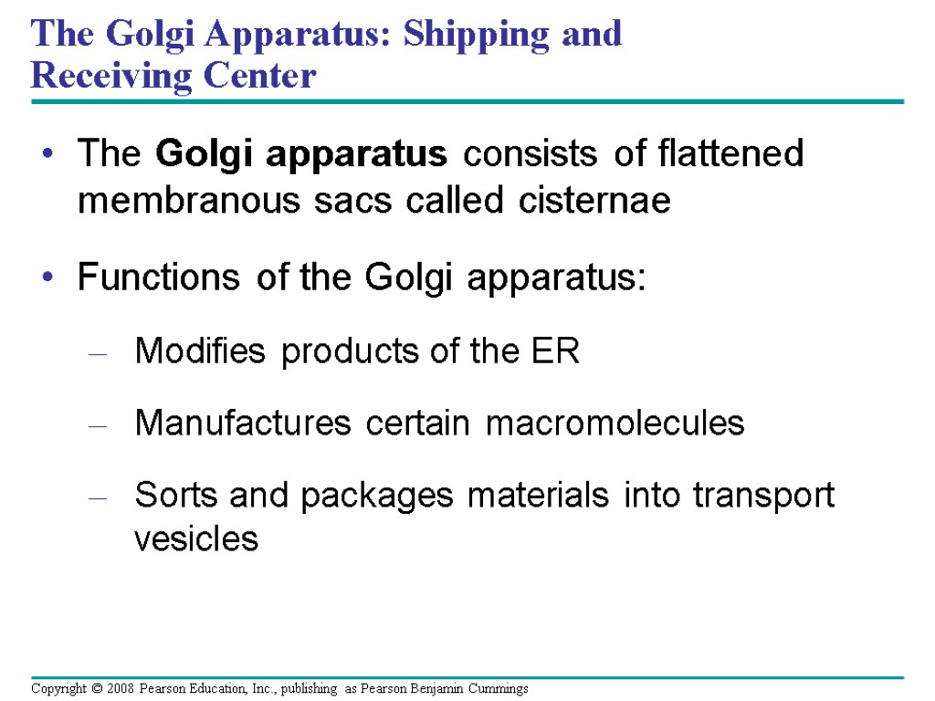 The Golgi apparatus consists of flattened membranous sacs called cisternae Functions of the Golgi